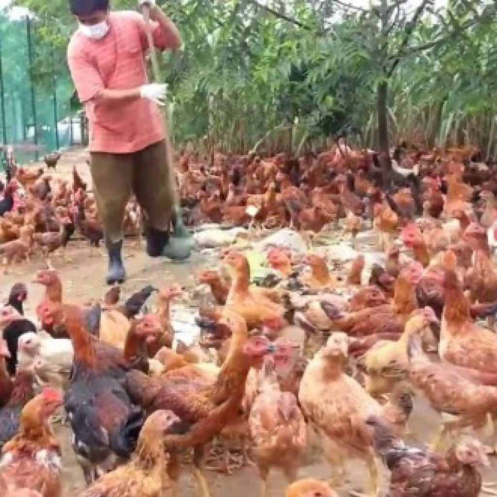 Peluang Bisnis Ayam