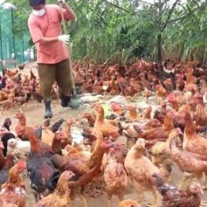 Peluang Bisnis Ayam