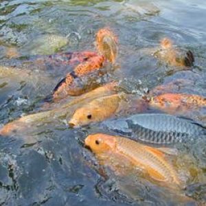 peluang usaha Ternak Ikan Modal Kecil