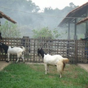 peluang bisnis ternak kambing