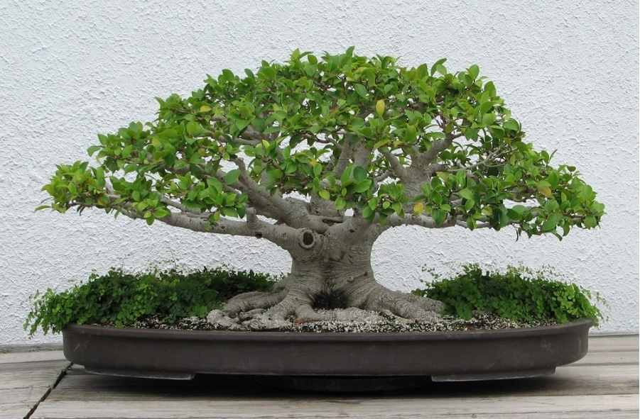 Tanaman Hias bonsai