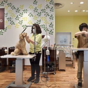 salon hewan trimming