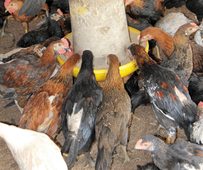 Pakan Ayam Kampung