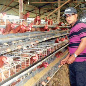 Bisnis Ayam Petelur