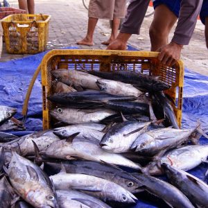 Supplier Ikan laut