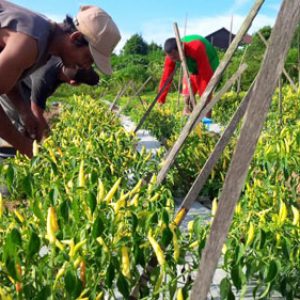Usaha Hortikultura