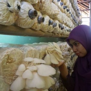 cara Budidaya Jamur Tiram
