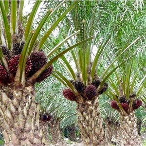 bisnis kelapa sawit