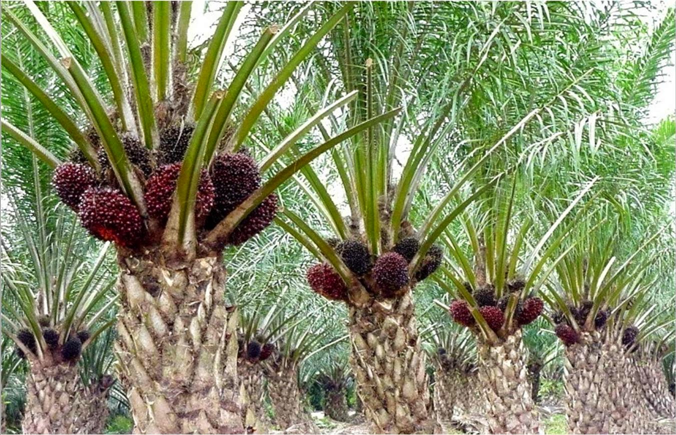 Kelapa Sawit Menjadi Komoditas Hasil Perkebunan Di Daerah Homecare