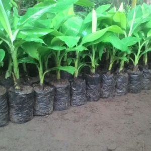 bibit pisang