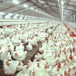 Bisnis Ayam Potong