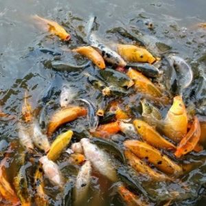 bagaimana cara budidaya ikan mas