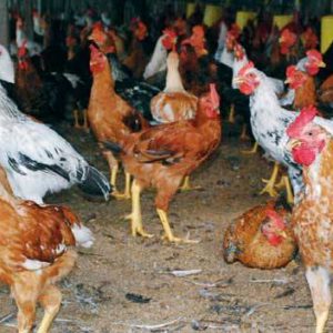 ayam joper