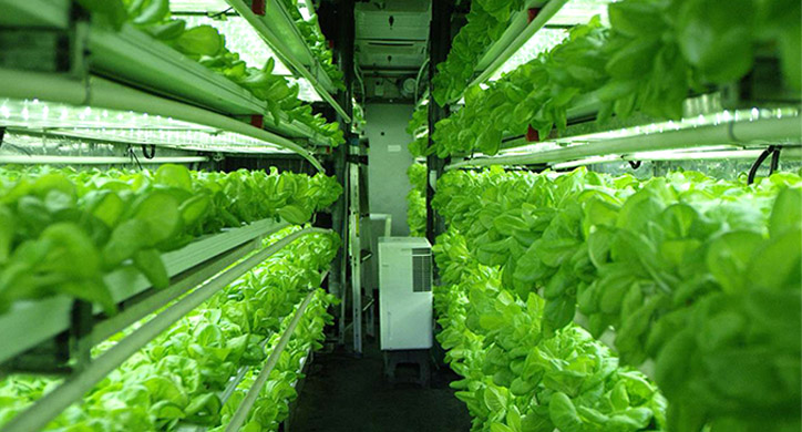 Indoor Farming Indonesia, Solusi Pertanian Masa Depan yang