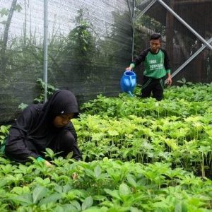 Budidaya Porang di Polybag