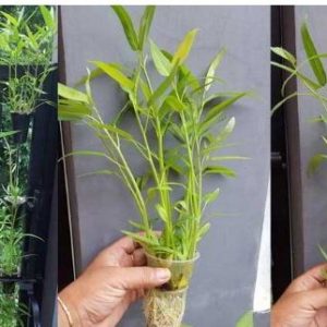 Kangkung dengan vertikultur