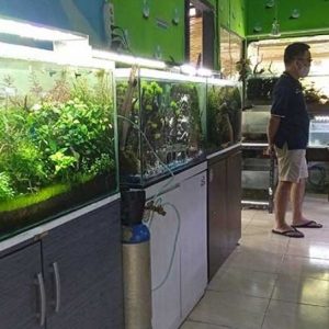 Bisnis aquascape yang kekinian