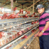 4 Rincian Modal Bisnis Ayam Petelur dan Estimasi Pendapatan
