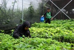 Awas Gagal! Ini Dia 5 Cara Budidaya Porang di Polybag yang Benar!